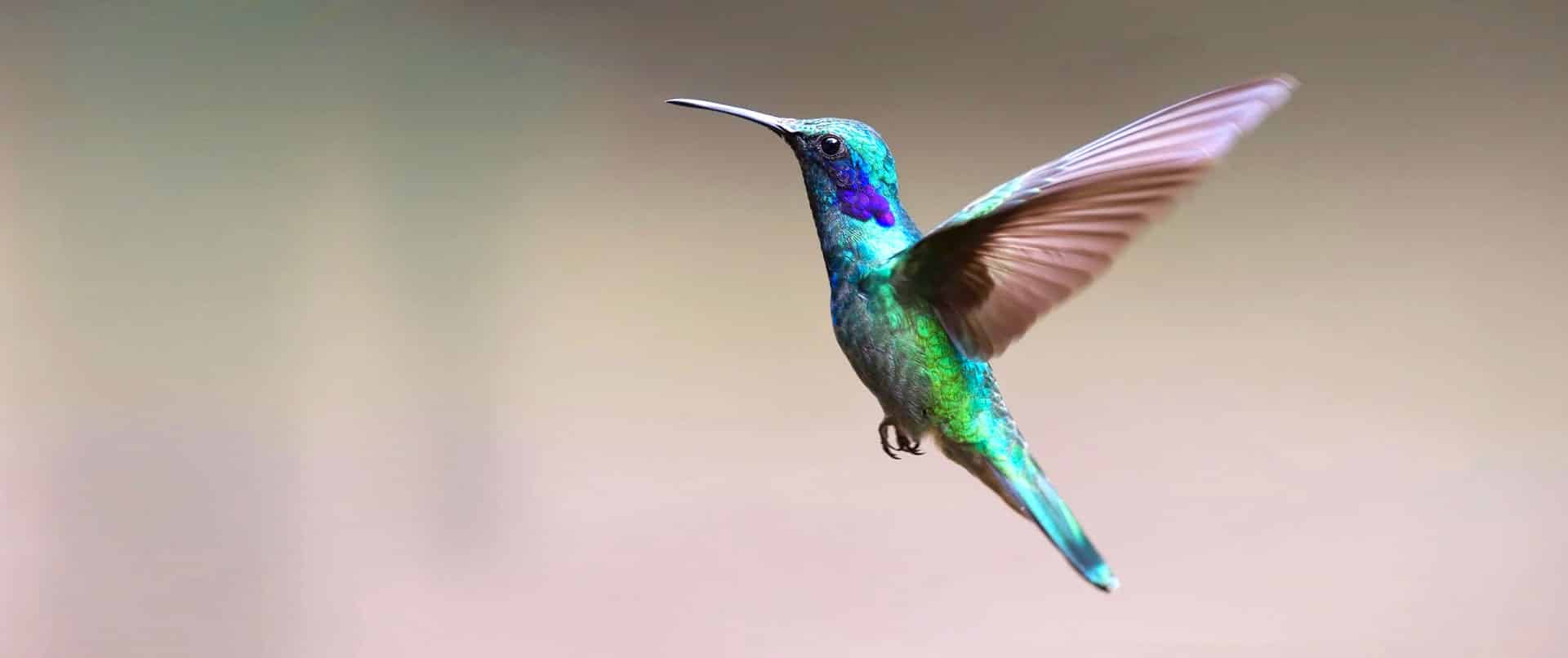 Le colibri, symbolique de MOS CoVivre